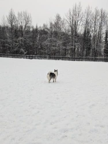 Valley of the Moon Dog Park