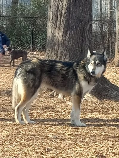 The Dog Park - Anderson, SC