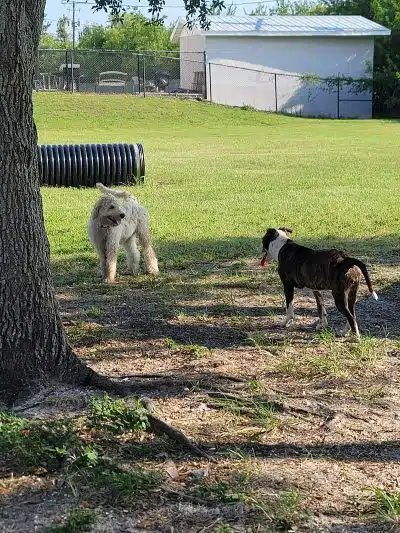 Apollo Beach Dog Park - Apollo Beach, FL