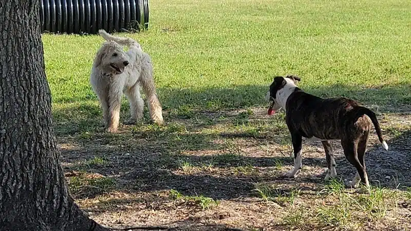 Apollo Beach Dog Park - Apollo Beach, FL