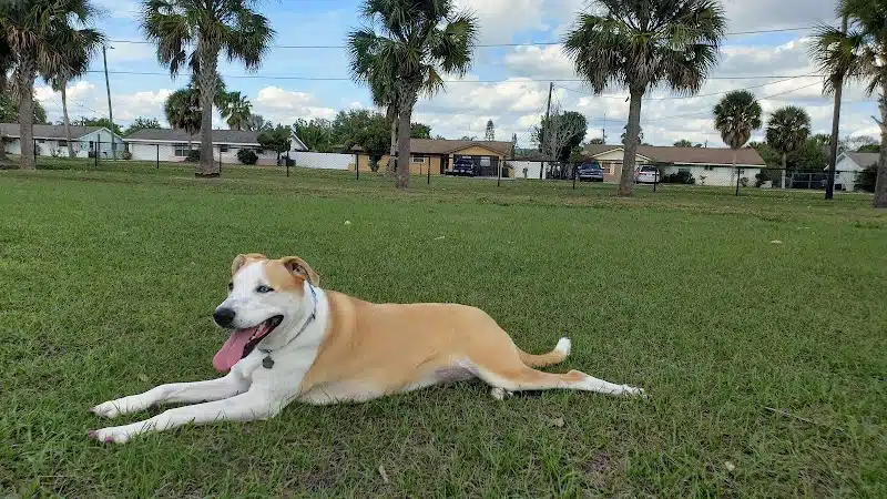Apollo Beach Dog Park - Apollo Beach, FL