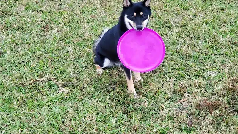 Apollo Beach Dog Park - Apollo Beach, FL