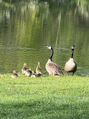 Northmoreland Park