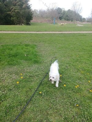 Northmoreland Park