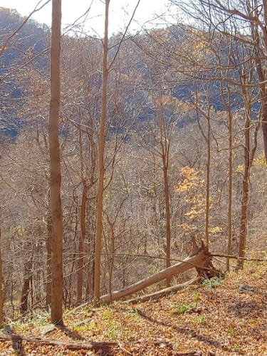 Roaring Run Trailhead