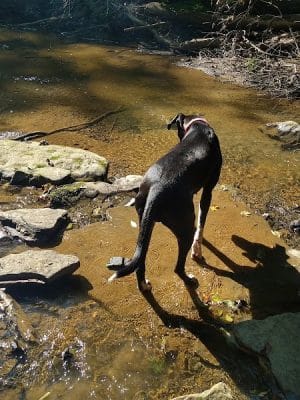 Rock Furnace Trail - Trailhead