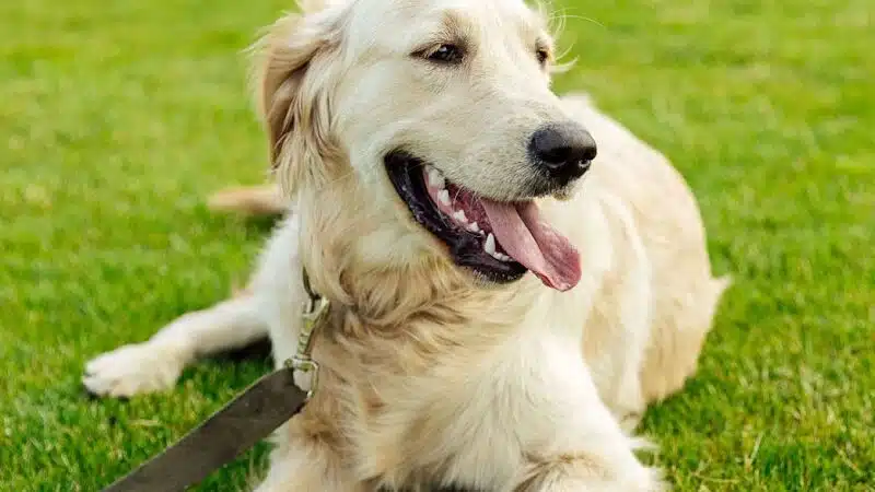 Shoal Creek Kennels LLC - Arab, AL