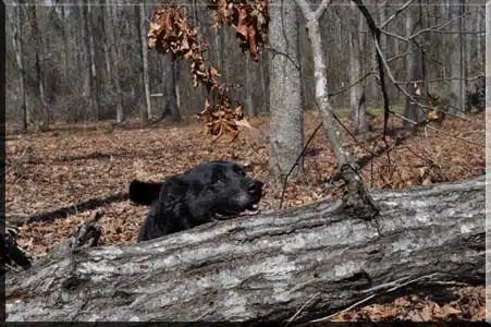 Shoal Creek Kennels LLC - Arab, AL
