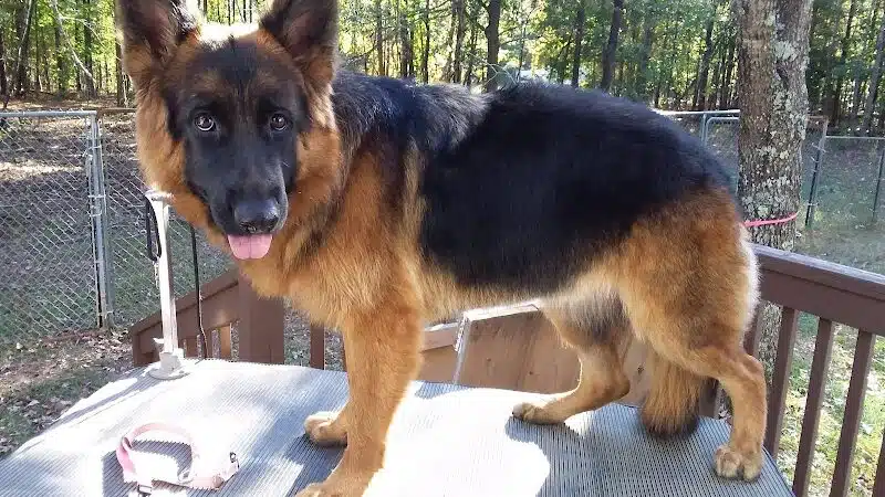 South Paw Obedience Training - Arab, AL