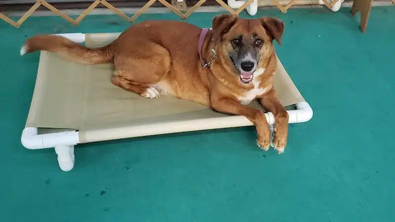 South Paw Obedience Training - Arab, AL