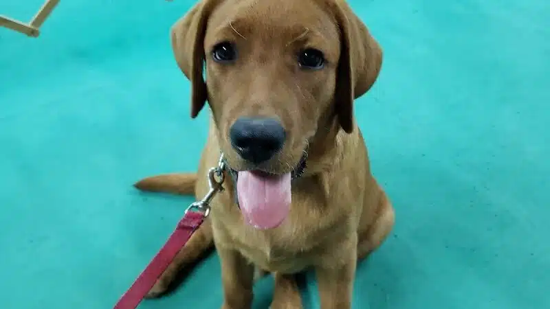 South Paw Obedience Training - Arab, AL