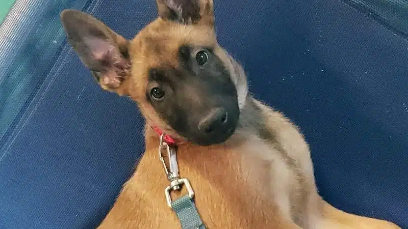South Paw Obedience Training - Arab, AL