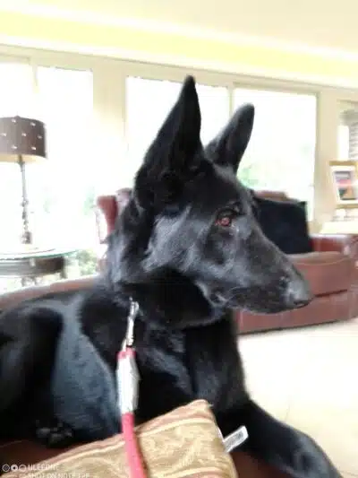South Paw Obedience Training - Arab, AL