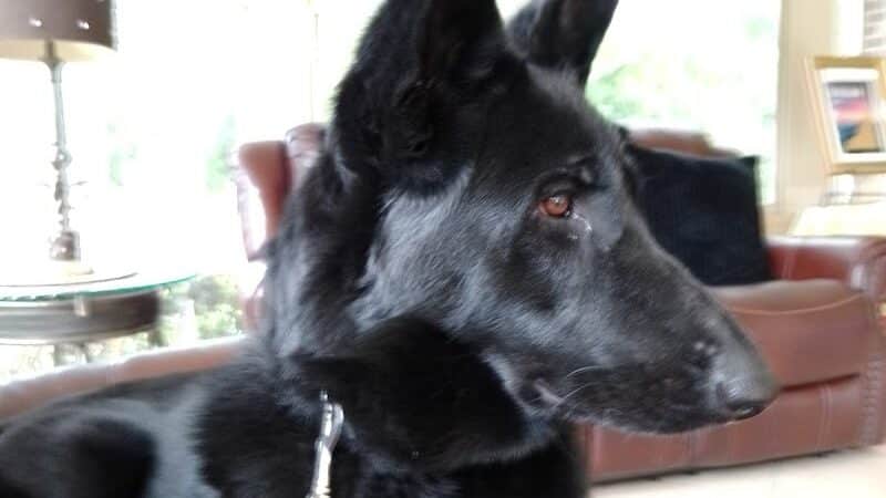 South Paw Obedience Training - Arab, AL