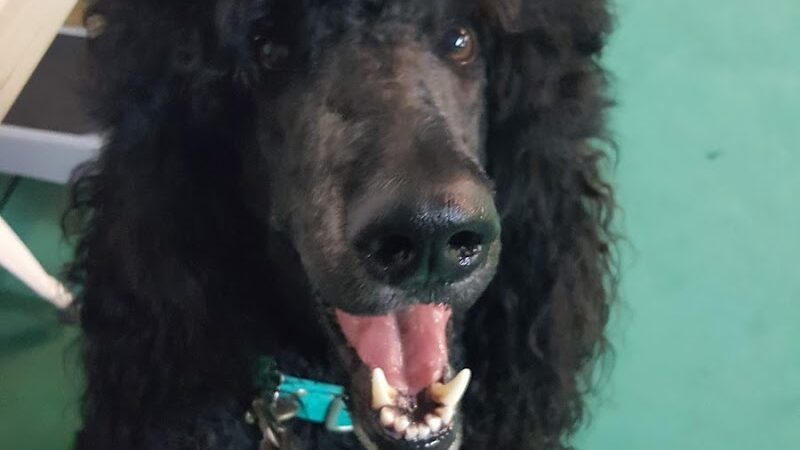 South Paw Obedience Training - Arab, AL