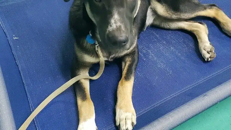 South Paw Obedience Training - Arab, AL