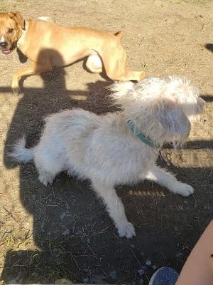Barkdale Dog Park
