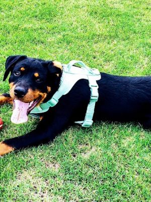 Barkdale Dog Park