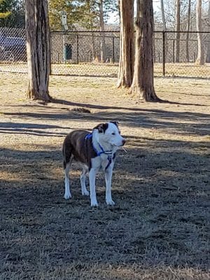 Barkdale Dog Park
