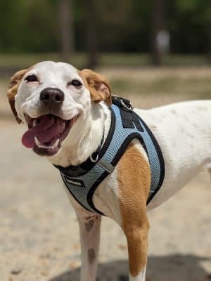Barkdale Dog Park