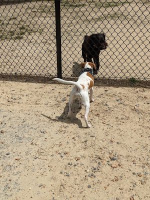 Barkdale Dog Park