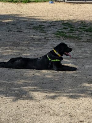 Barkdale Dog Park