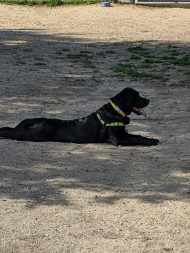 Barkdale Dog Park