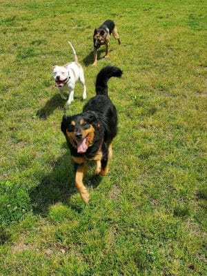 Barkdale Dog Park