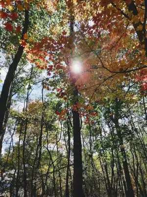 Otto & Magdalene Ackermann Nature Preserve