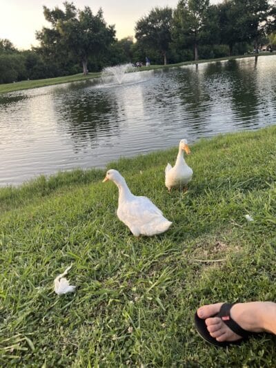 Carl Knox, Jr. Park - Arlington, TX