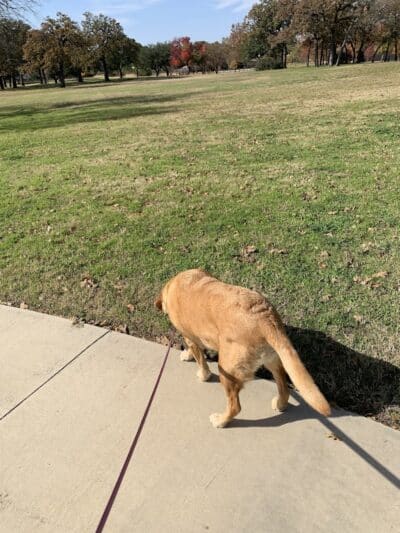 High Oak Park - Arlington, TX