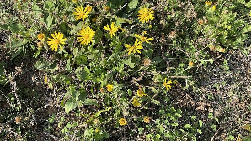 High Oak Park - Arlington, TX