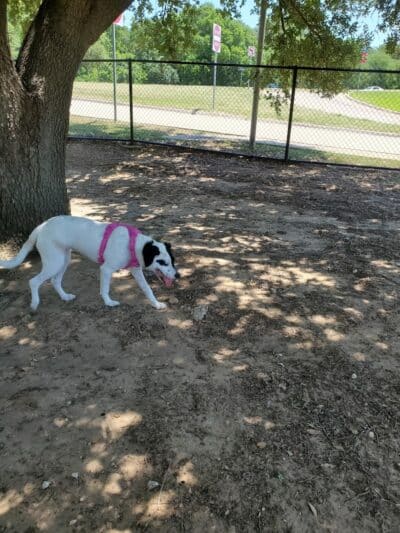Rush Creek Dog Park #1 - Arlington, TX