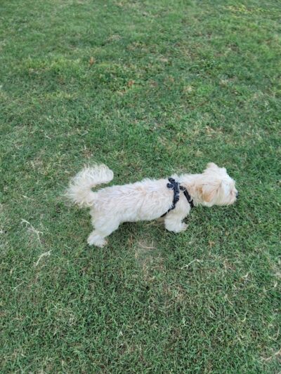 Rush Creek Dog Park #2 - Arlington, TX