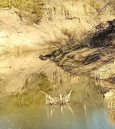 Village Creek Natural Area - Arlington, TX