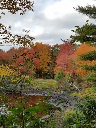 Tinkerville Brook Preserve - Ashford, CT