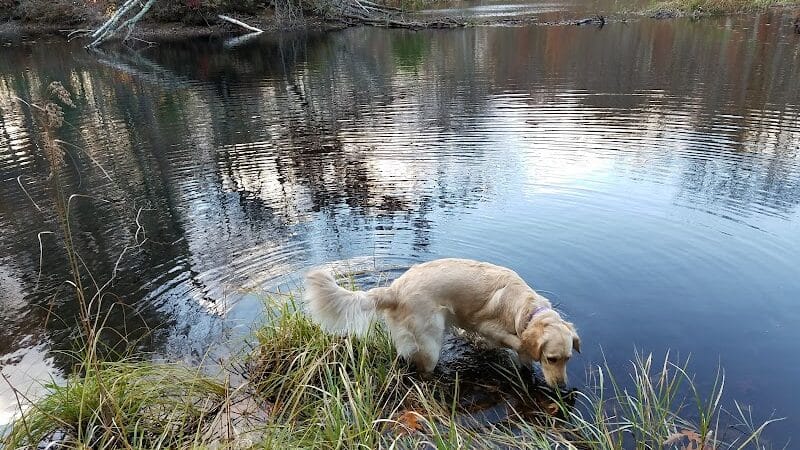 Tinkerville Brook Preserve - Ashford, CT
