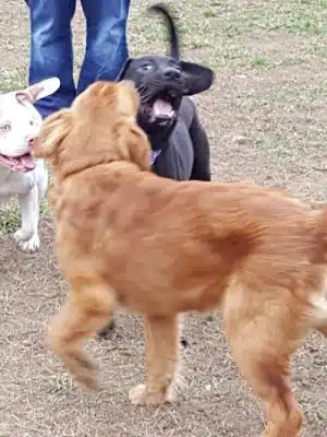 Ashland/Boyd CO Dog Park