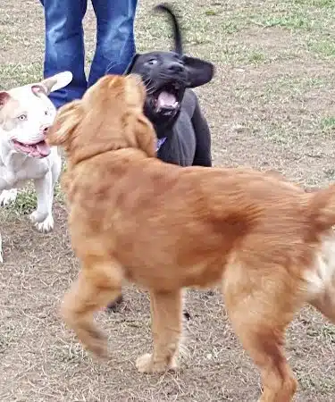 Ashland/Boyd CO Dog Park