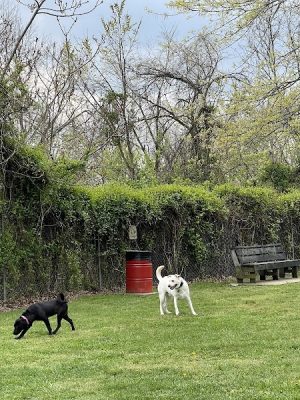 Ashland/Boyd CO Dog Park