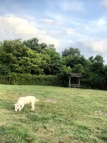 Ashland/Boyd CO Dog Park