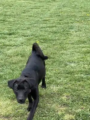 Ashland/Boyd CO Dog Park
