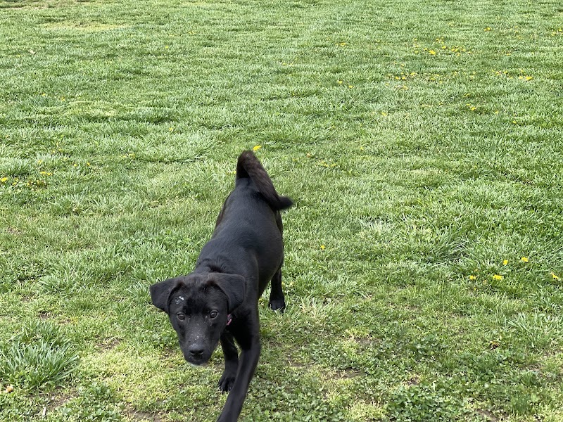 Ashland/Boyd CO Dog Park - Ashland, KY