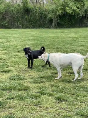Ashland/Boyd CO Dog Park