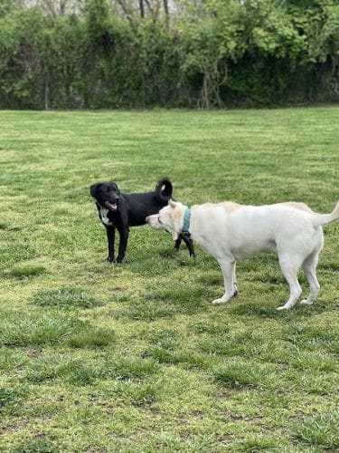 Ashland/Boyd CO Dog Park
