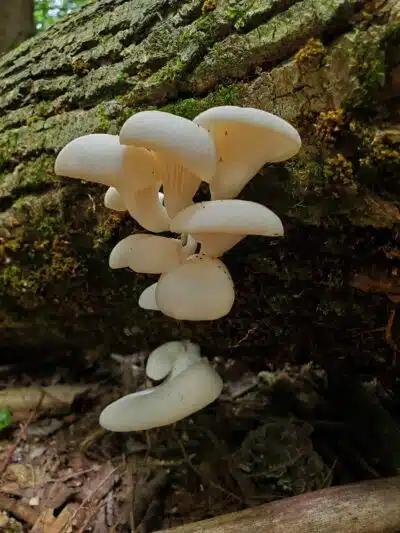 Dobbins Woods Preserve - Ashville, NY