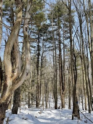 Dobbins Woods Preserve