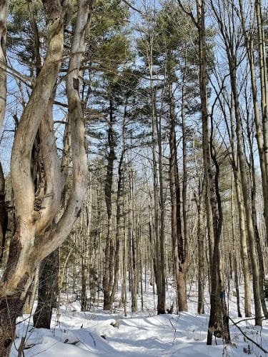 Dobbins Woods Preserve