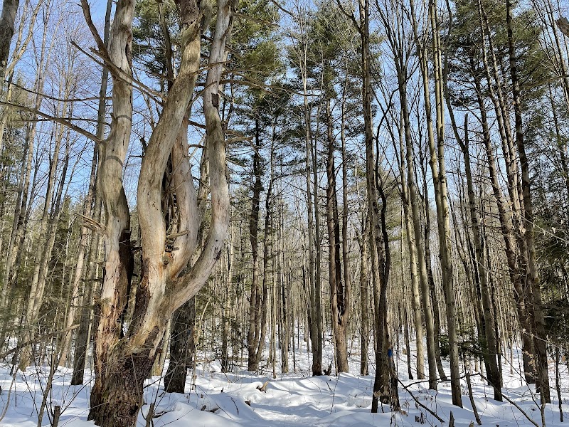 Dobbins Woods Preserve - Ashville, NY