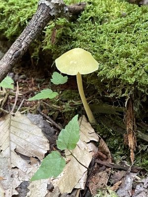 Dobbins Woods Preserve